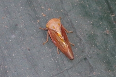 Tremulicerus fulgidus