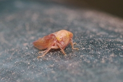 Tremulicerus fulgidus