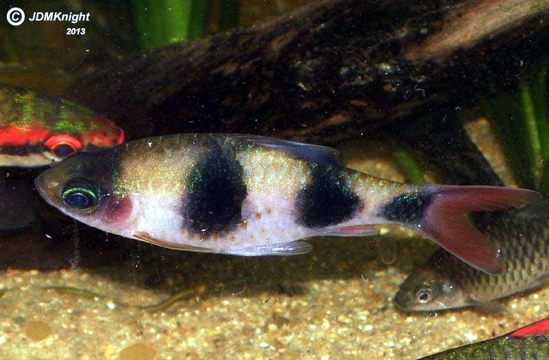 Arulius barb