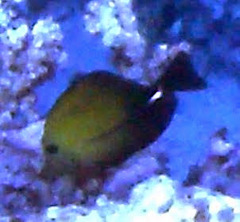 Zebrasoma scopas