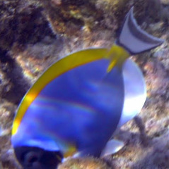 Acanthurus leucosternon