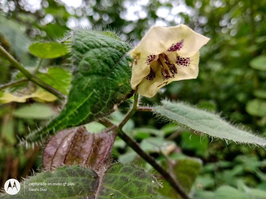 Physalis greenmanii