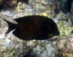 Ctenochaetus striatus