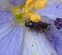 Urodontinae