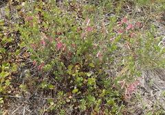 Erica diaphana