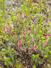 Erica diaphana