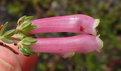 Erica diaphana
