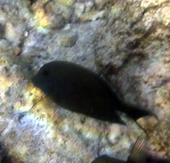 Ctenochaetus striatus