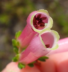 Erica diaphana