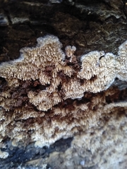 Phlebia nothofagi