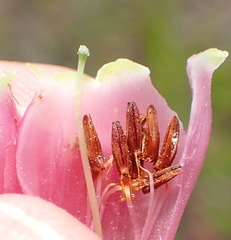 Erica diaphana