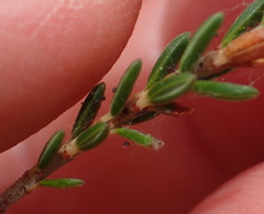 Erica diaphana
