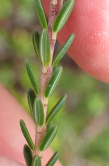 Erica diaphana