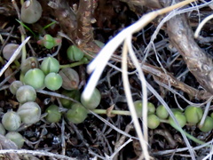 Curio rowleyanus