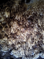 Phlebia nothofagi