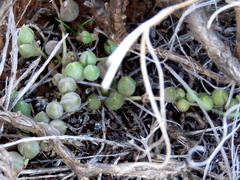 Curio rowleyanus