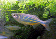 Malabar Danio photo 3