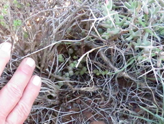 Curio rowleyanus