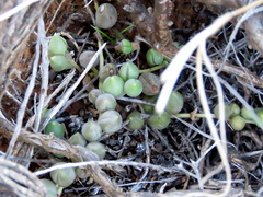 Curio rowleyanus