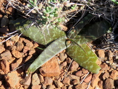 Ledebouria ensifolia