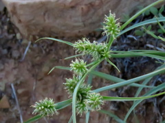 Cyperus uitenhagensis