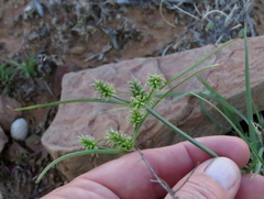 Cyperus uitenhagensis