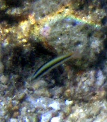Thalassoma amblycephalus