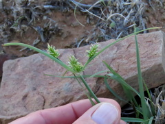 Cyperus uitenhagensis