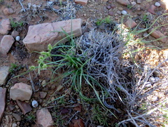 Cyperus uitenhagensis