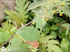 Sigesbeckia agrestis