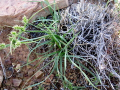 Cyperus uitenhagensis