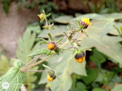 Sigesbeckia agrestis