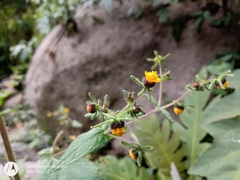 Sigesbeckia agrestis