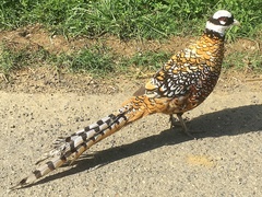 Syrmaticus reevesii