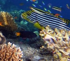 Plectorhinchus vittatus