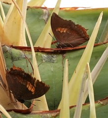 Charaxes bernardus