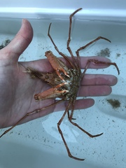 Chorilia longipes