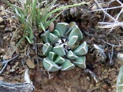 Faucaria bosscheana