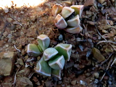 Faucaria bosscheana