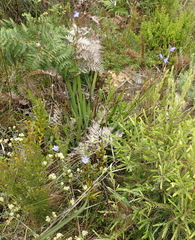 Aristea bakeri, photograph Nicola van Berkel, CC BY-SA, iNaturalist via GBIF