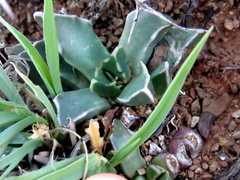 Faucaria bosscheana