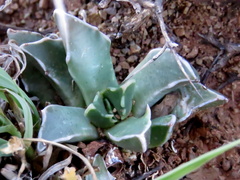 Faucaria bosscheana