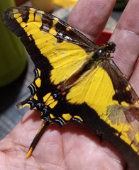 Neographium thyastes thyastes
