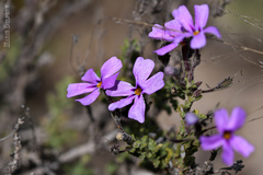 Jamesbrittenia foliolosa