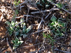 Faucaria bosscheana