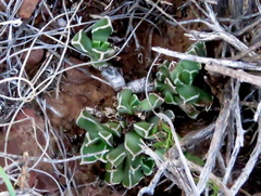 Faucaria bosscheana