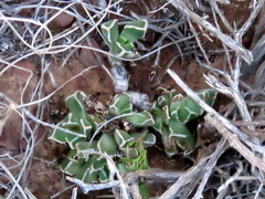 Faucaria bosscheana