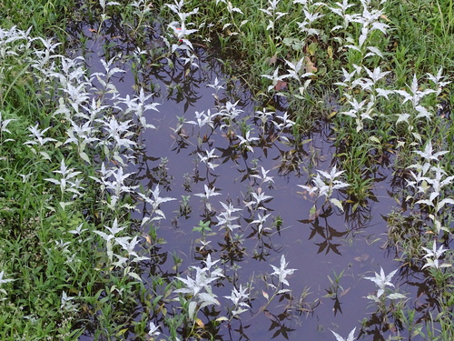 Senegalese Knotgrass