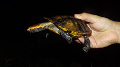 Platemys platycephala