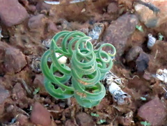 Dipcadi ciliare